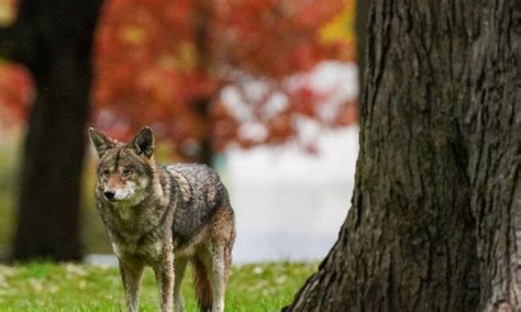 Prince George, B.C. Mounties urge people not to feed coyotes after 6 attacks